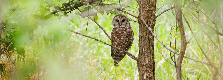 Owl - Kevin Kilhoffer